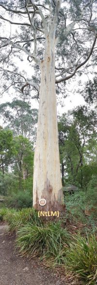甲 (Jia): Imagery: A Tall Tree towering in the forest.